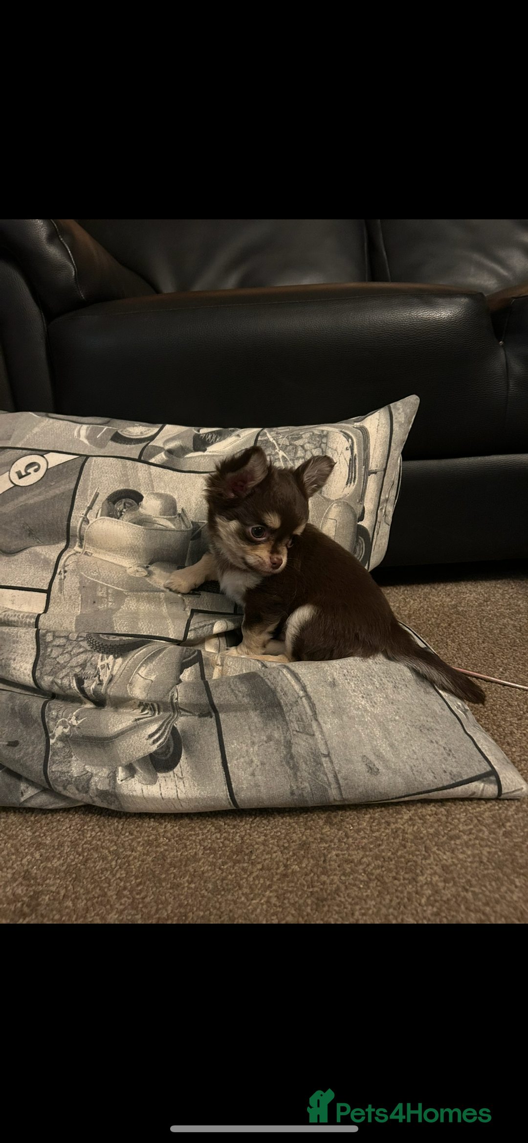 Chihuahua dogs for sale: Chihuaua 7 th generation KC registered  - Image 5