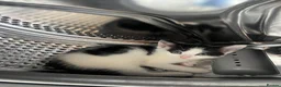 Mixed Breed cats for sale: Kittens 5 - Advert 5