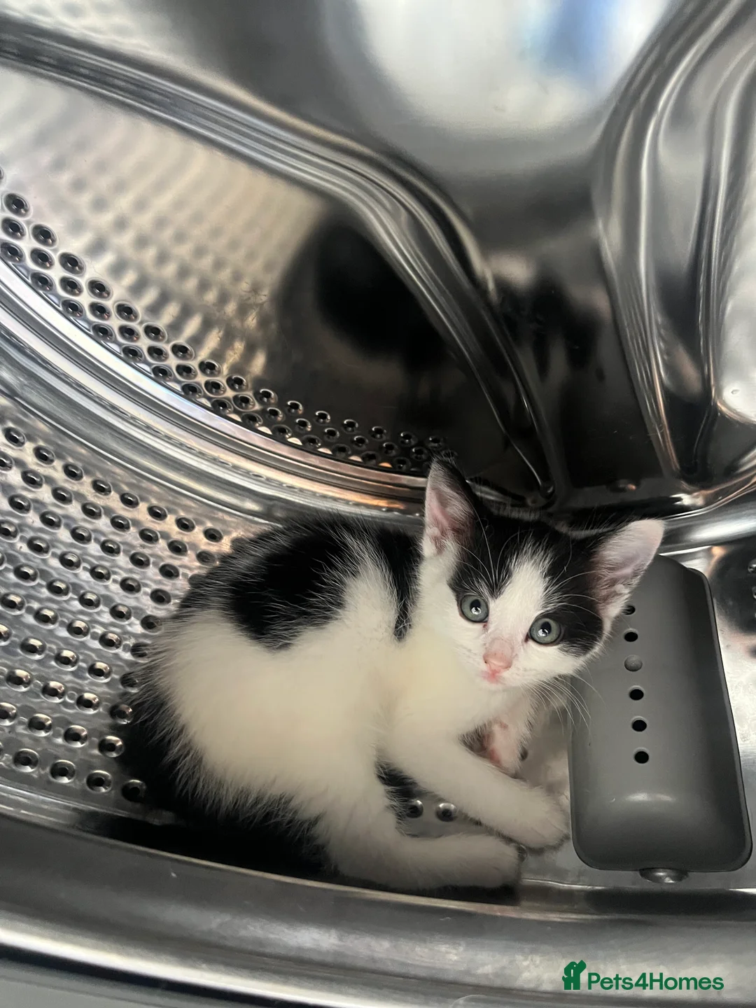 Mixed Breed cats for sale: Kittens 5 - Advert 5