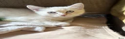 Mixed Breed cats for sale: Gorgeous Kittens *Ready Now* - Advert 4