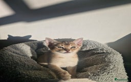 Abyssinian cats for sale: GCCF registered beautiful Abyssinian kittens - Image 5
