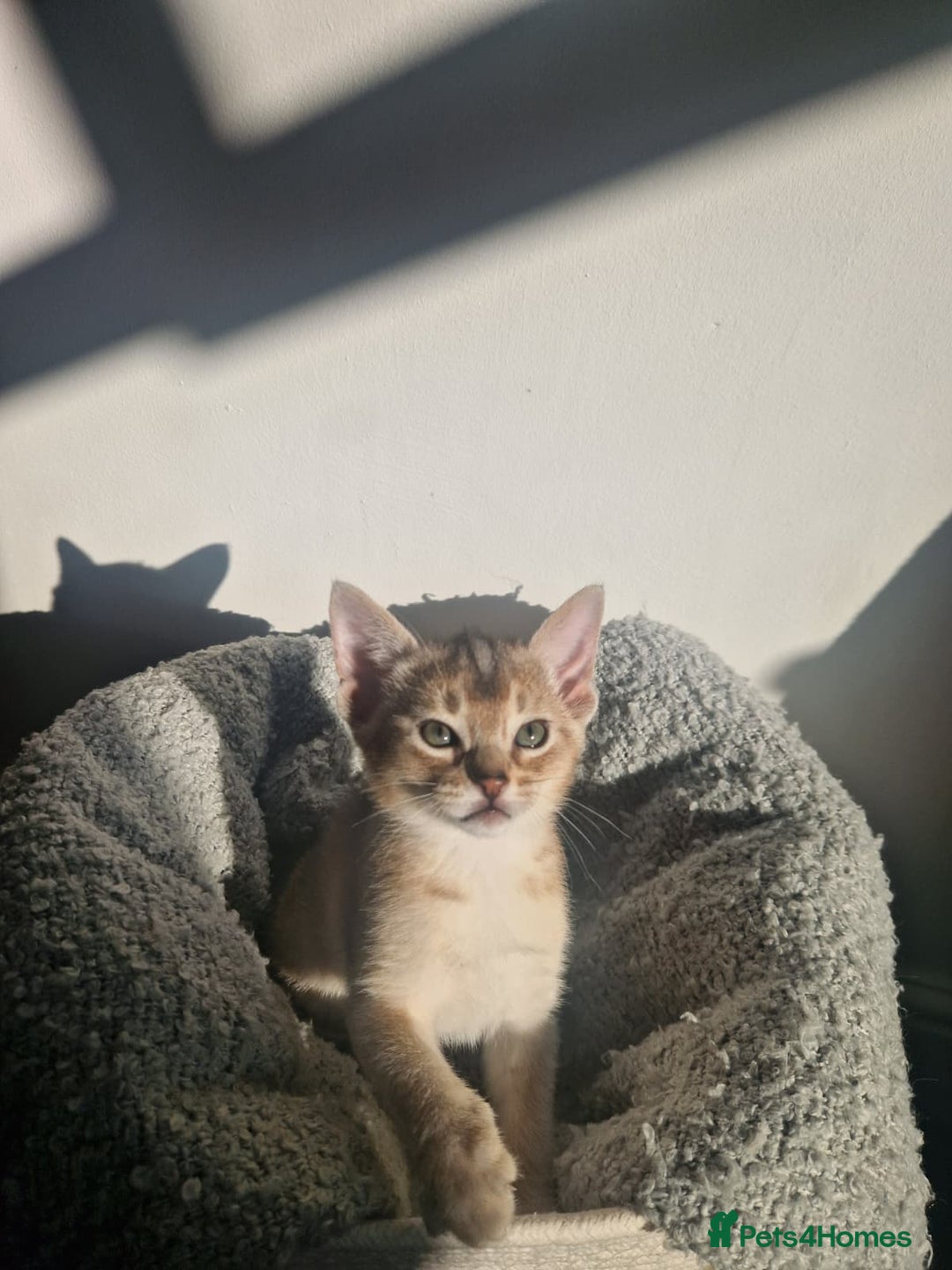 Abyssinian cats for sale: GCCF registered beautiful Abyssinian kittens - Image 5