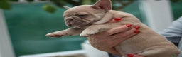 French Bulldog dogs for sale: Cute French Bulldog Puppies Available Soon - Advert 12
