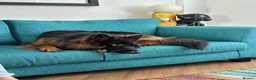 German Shepherd dogs for stud: Long Haired Black & Tan GSD Stud  - Advert 6