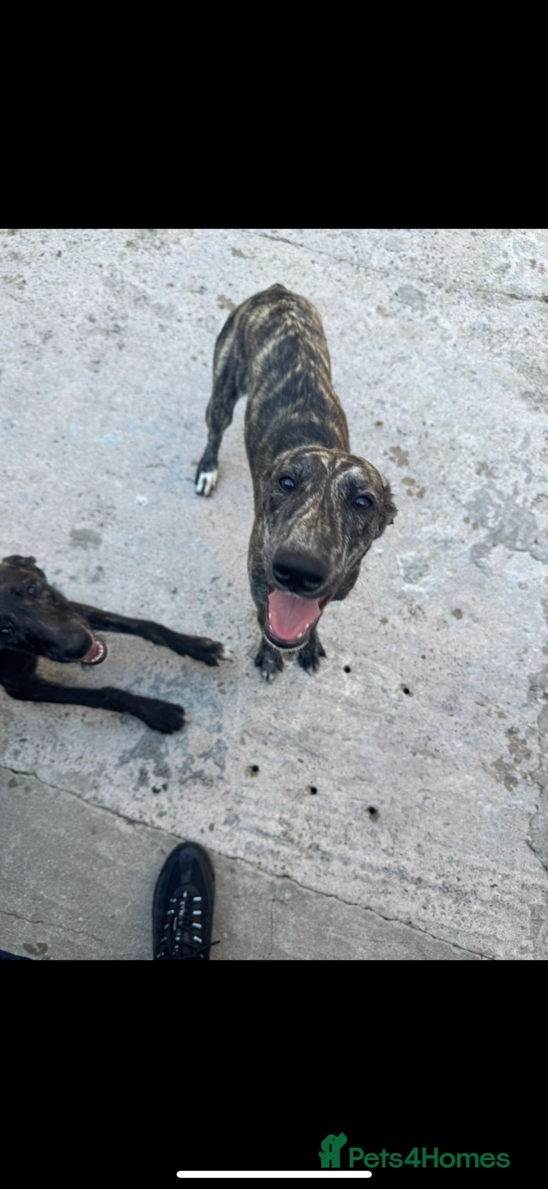 Lurcher dogs for sale: Saluki greyhound x collie greyhound  - Image 6