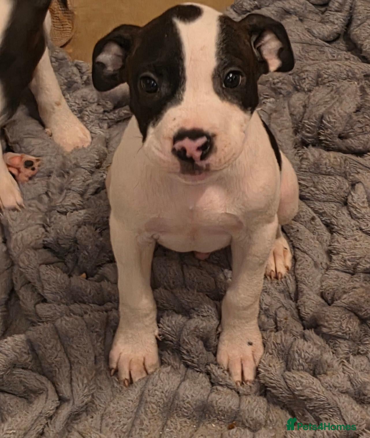 Mixed Breed dogs READY TOO LEAVE Last few reduced 💝🐶  - Advert 8