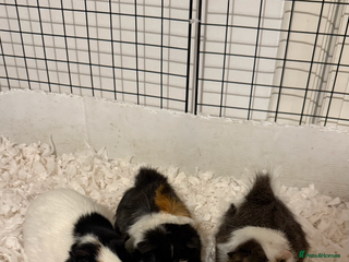 Guinea Pig rodents 3 Female Guinea Pigs - Advert 8