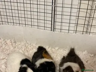 Guinea Pig rodents 3 Female Guinea Pigs - Advert 16