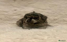 Miniature Poodle dogs for sale: Miniature poodle puppies  - Image 21