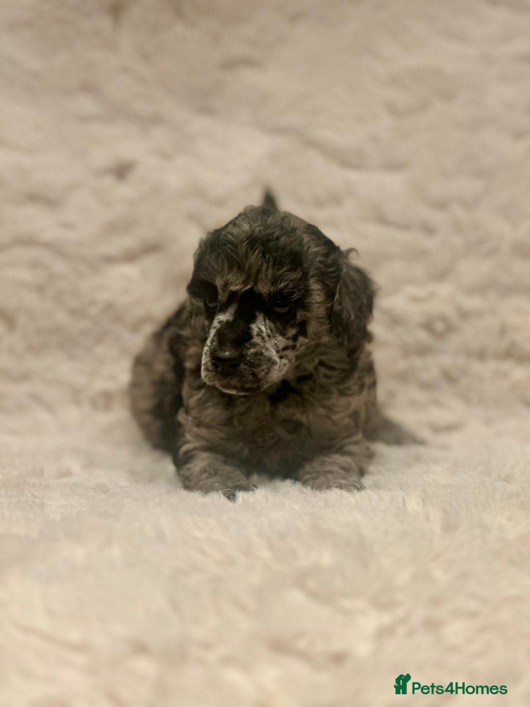 Miniature Poodle dogs for sale: Miniature poodle puppies  - Image 21