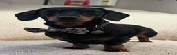 Miniature Dachshund dogs for stud: Black & tan Miniature Dachshund  - Advert 3