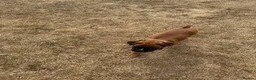 Boxer dogs for sale: charthaihen boxers - Advert 3