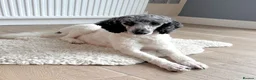 Miniature Poodle dogs for sale: 🌟 Rare Beautiful Blue Merle Parti Poodle Girl 🌟 - Advert 6