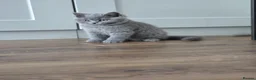 British Shorthair cats for sale: 🧸Teddy Bear Lilac/Blue British Shorthair Kittens✨ - Advert 20