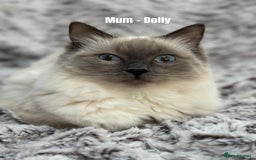 Ragdoll cats for sale: 4 cute fluffy Ragdoll Kittens - Advert 5