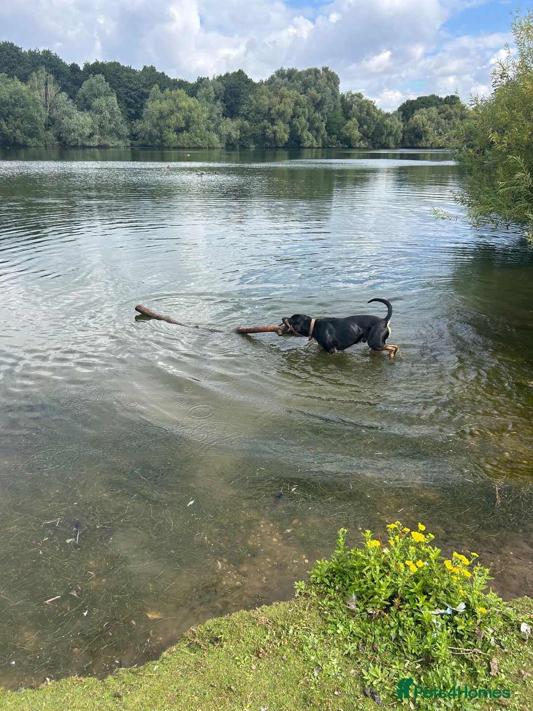 Mixed Breed dogs for sale: Beautiful dog needing forever home - Image 8