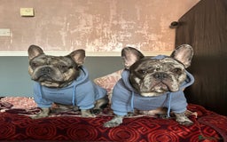 French Bulldog dogs for sale: BonBon & Hugo - Image 12