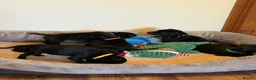 Staffordshire Bull Terrier dogs for sale: Black KC Reg/Health Tested Staffordshire Puppies. - Advert 13