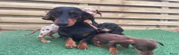 Dachshund dogs for sale: 3 beautiful males ready for new forever homes❤️ - Advert 7