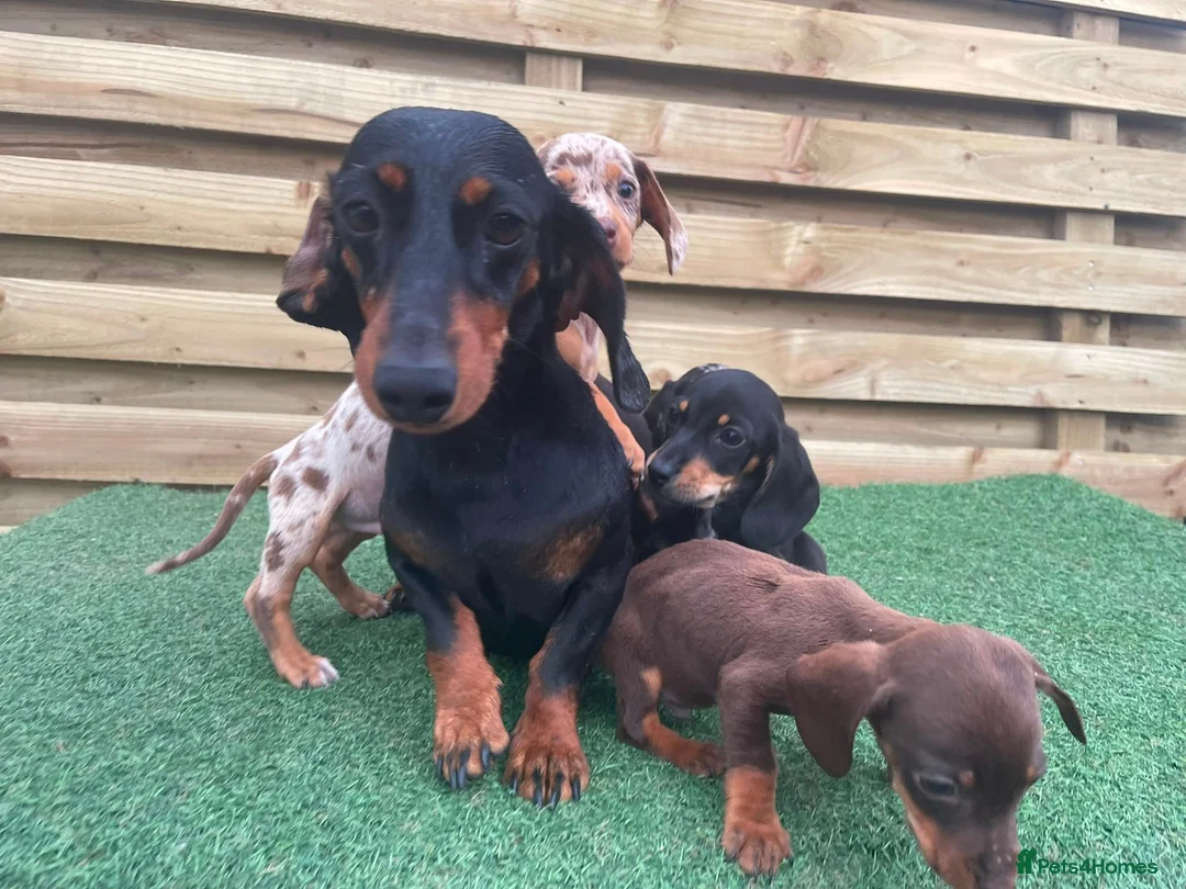 Dachshund dogs for sale: 3 beautiful males ready for new forever homes❤️ - Advert 7