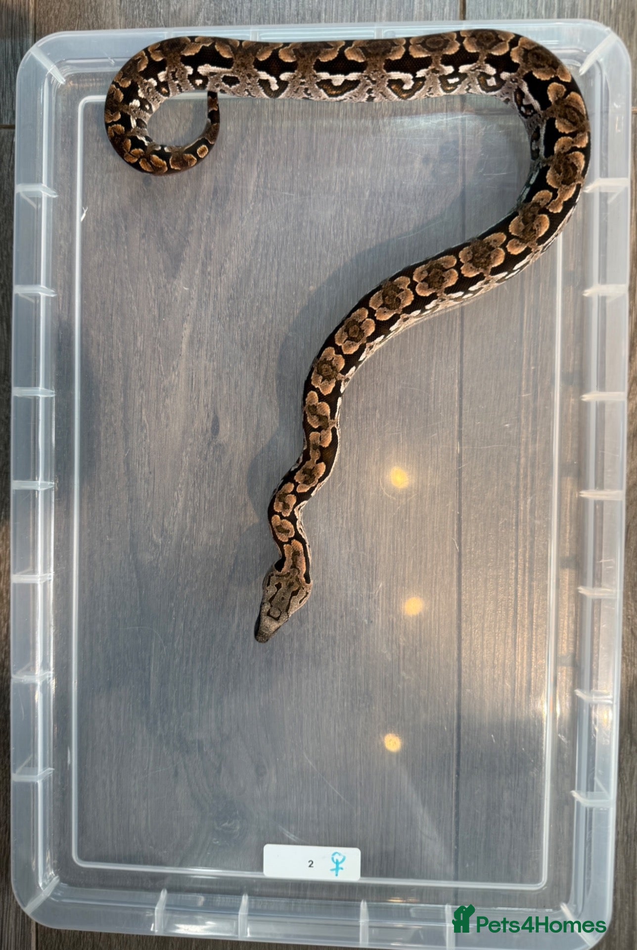 Boa Snake reptiles for sale: Dumeril Boas - Advert 2