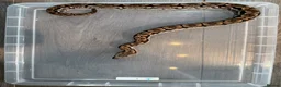 Boa Snake reptiles for sale: Dumeril Boas - Advert 2