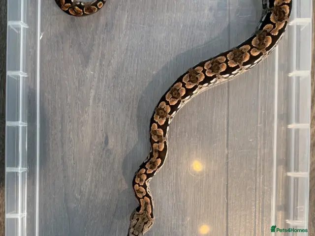 Boa Snake reptiles for sale: Dumeril Boas - Advert 2