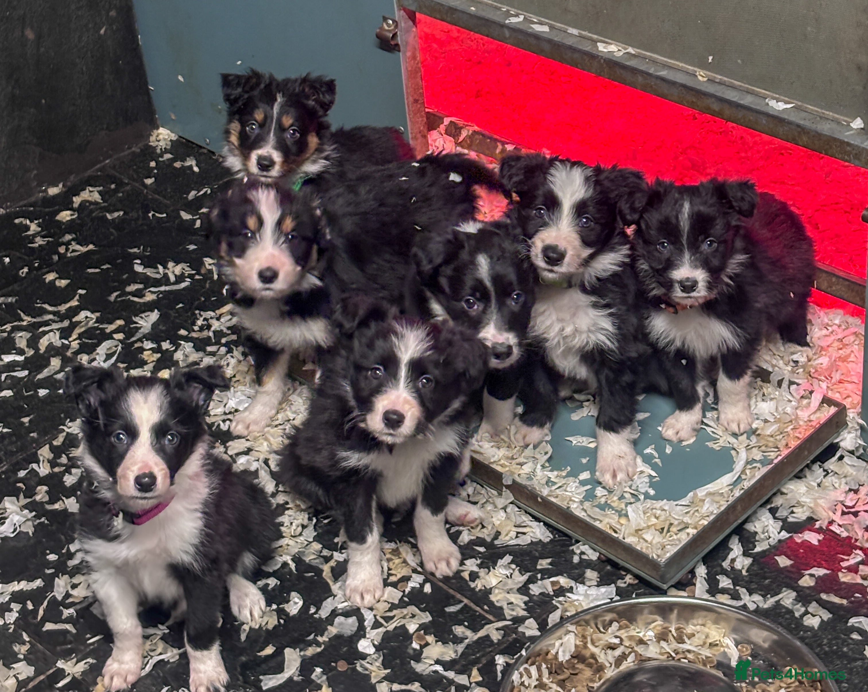 Mixed Breed dogs Bearded Collie x Border Collie male pups - Advert 8