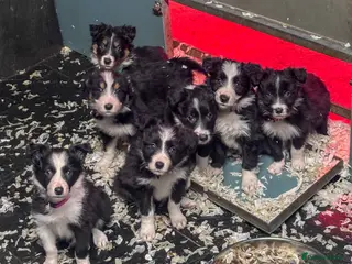 Mixed Breed dogs Bearded Collie x Border Collie male pups - Advert 8