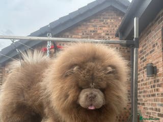 Chow Chow dogs uks 🇬🇧 No1 Lilac Teddy Bear 🧸 in Liverpool - Advert 17