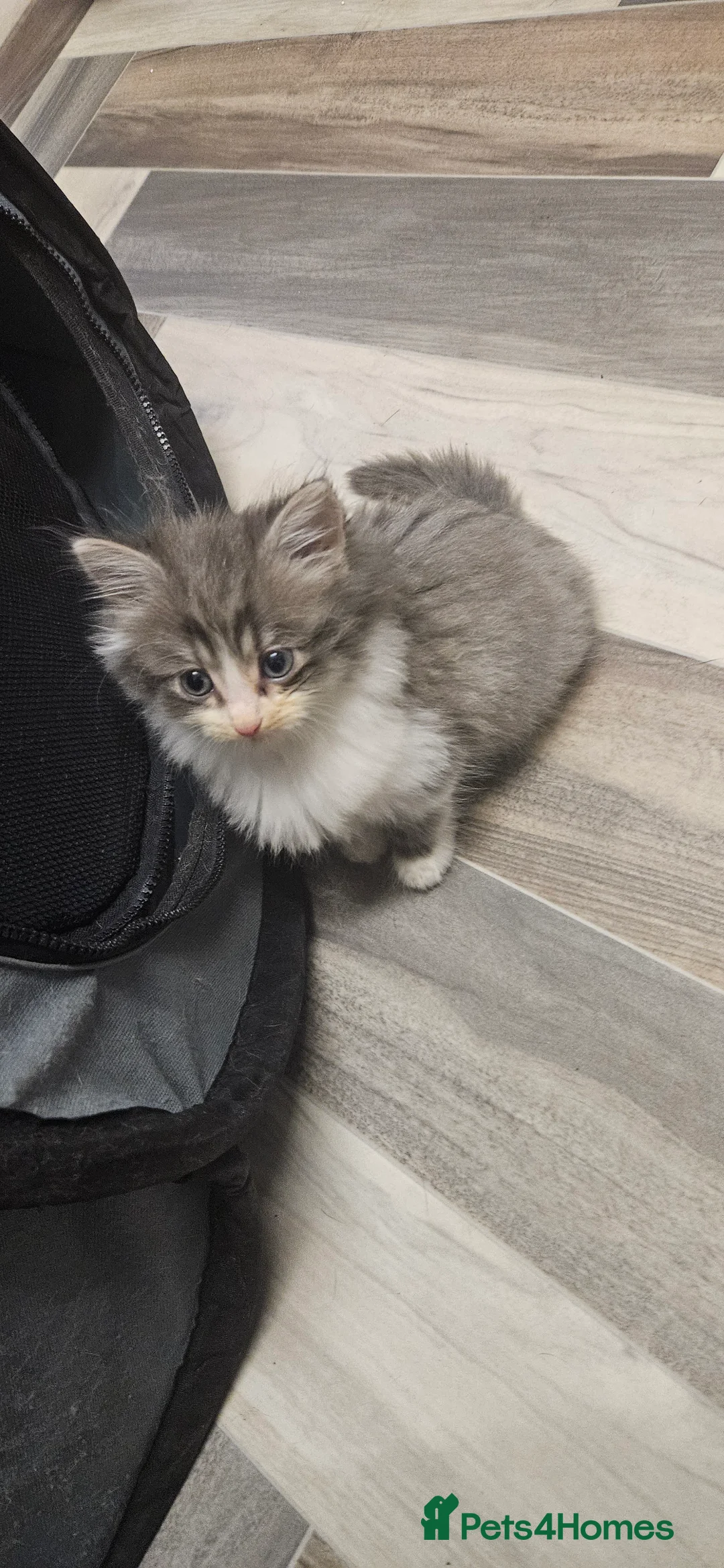 Mixed Breed cats for sale: Munchkin Kittens ready for their forever home - Advert 25