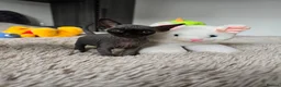Sphynx cats for sale: Little princess  - Advert 18