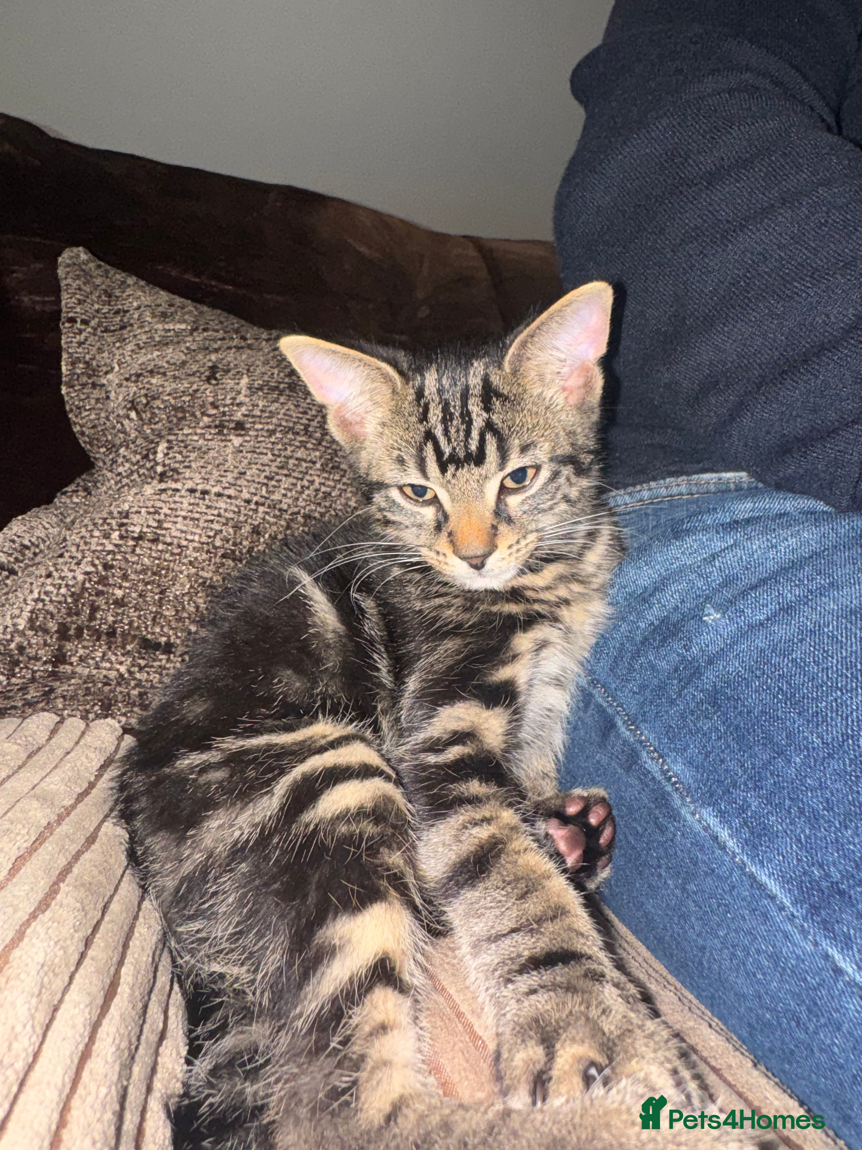 Mixed Breed cats Male kitten at 13 weeks now ready to leave - Advert 5