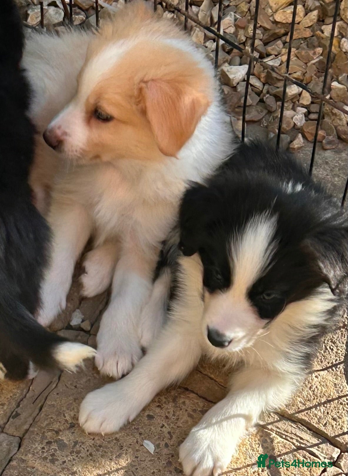 Border Collie dogs STUNNING HEALTH-TESTED BORDER COLLIES - Advert 2
