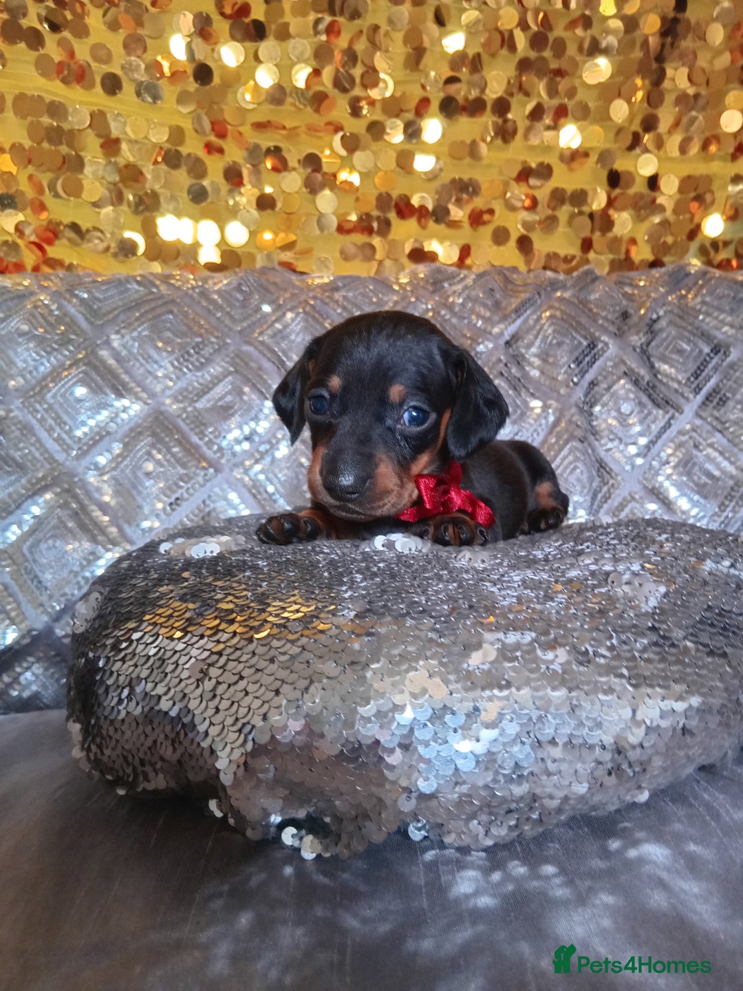 Miniature Dachshund dogs for sale: 7 MINIATURE DUSCHUND PUPPIES 🐶  - Image 2