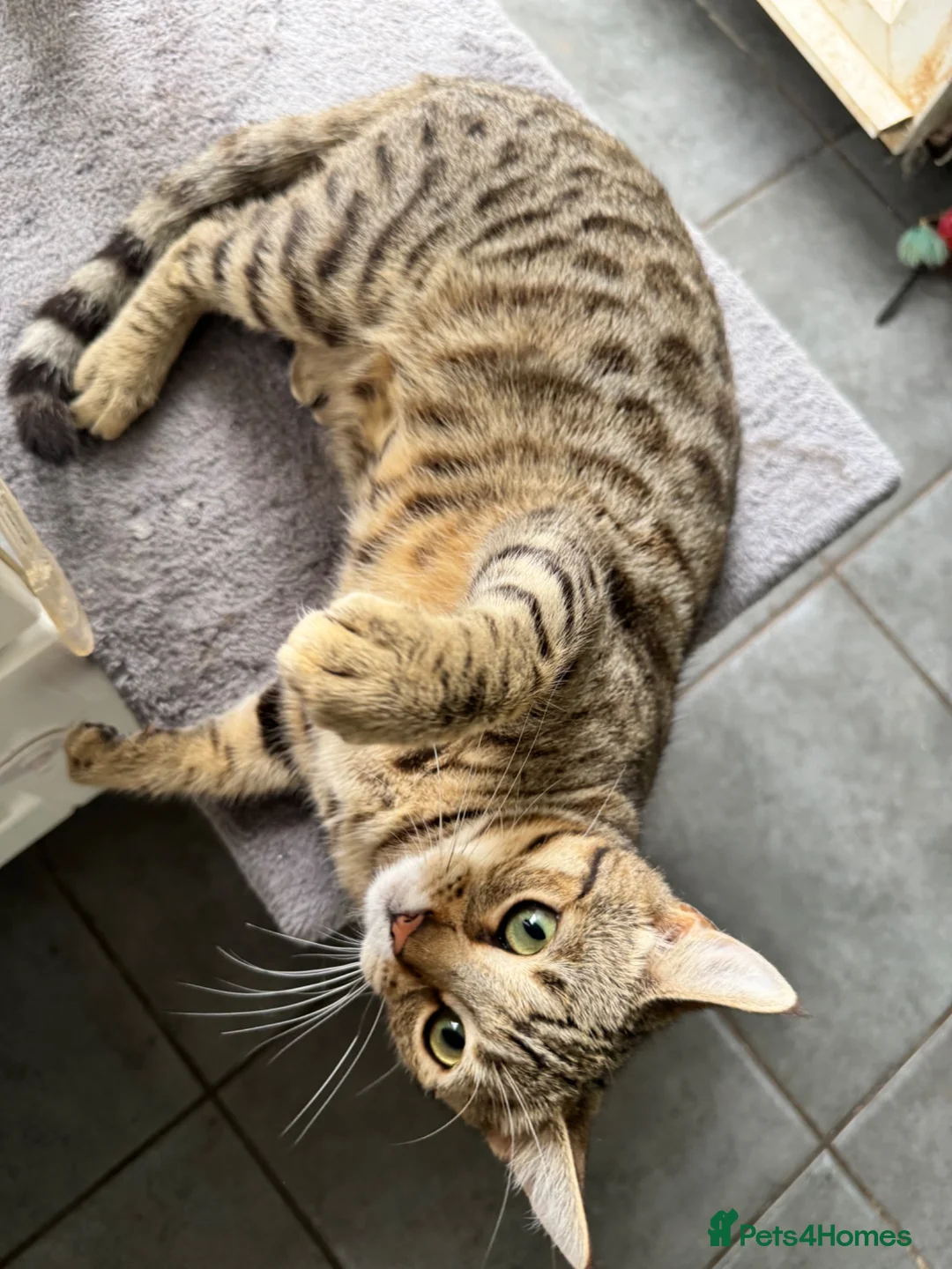 Mixed Breed cats for sale:  Young Female Cat Looking for Her Forever Home - Advert 2