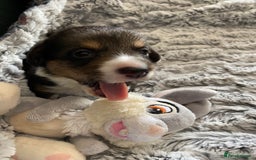 Welsh Corgi Cardigan dogs for sale: WELSH CARDIGAN CORGI BABIES FROM 5 ⭐ LICENSED HOME - Image 31