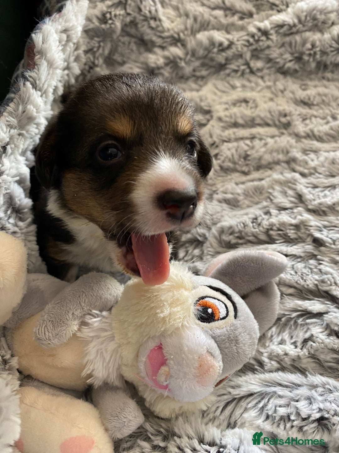 Welsh Corgi Cardigan dogs for sale: WELSH CARDIGAN CORGI BABIES FROM 5 ⭐ LICENSED HOME - Image 31
