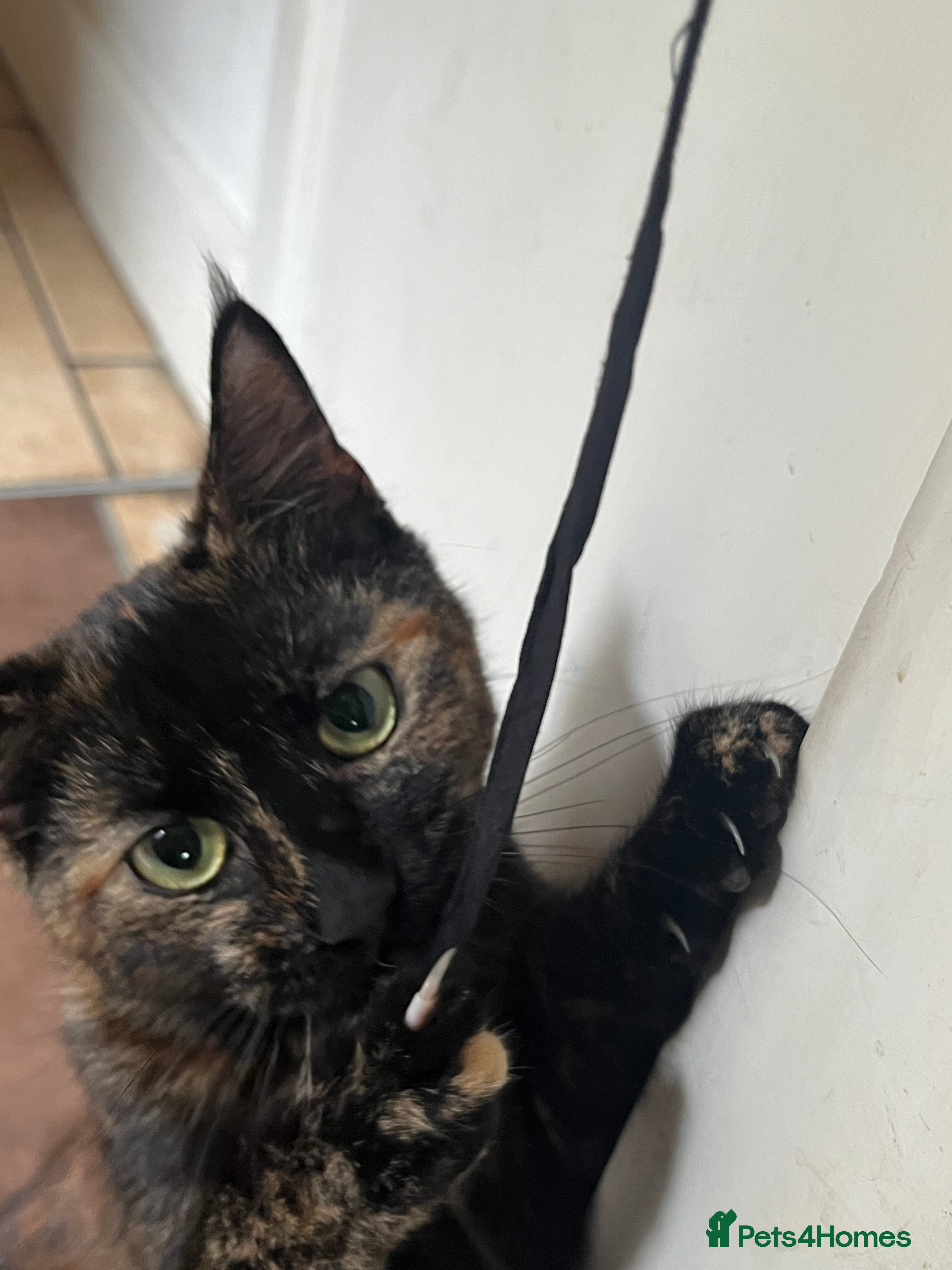 British Shorthair cats black girl kitten 6 months  - Advert 15