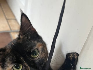 British Shorthair cats black girl kitten 6 months - Advert 15