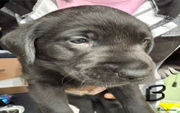 Labrador Retriever dogs for sale: EXCELLENT &UNIQUE LAB PUPPIES AV 12 NOV £1450 - Image 28
