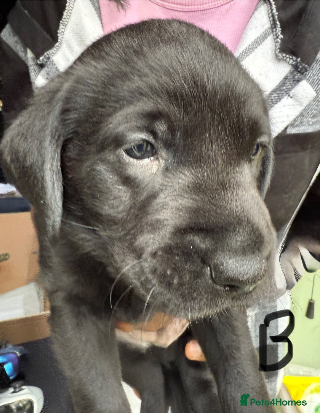 Labrador Retriever dogs for sale: EXCELLENT &UNIQUE LAB PUPPIES AV 12 NOV £1450 - Image 28