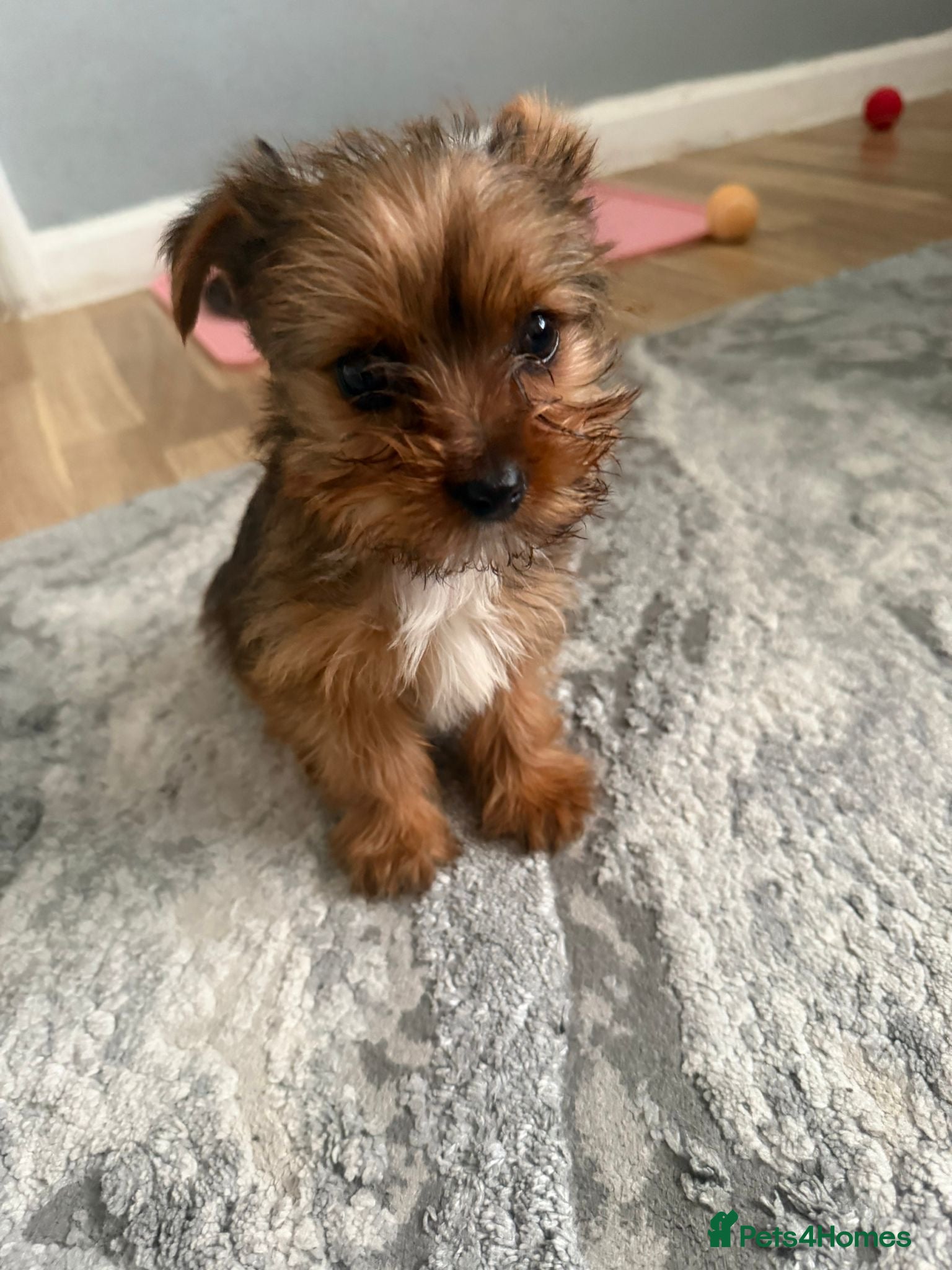 Yorkshire Terrier dogs Yorkshire terrier puppy - Advert 3