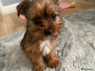 Yorkshire Terrier dogs Yorkshire terrier puppy - Advert 3