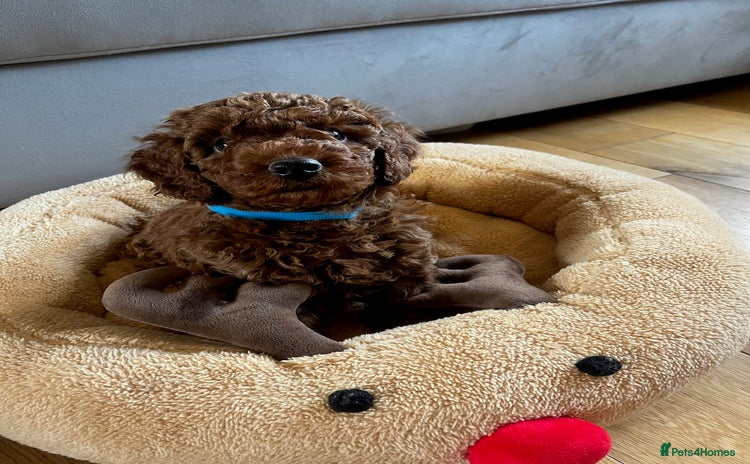 Miniature Poodle dogs - Advert 2