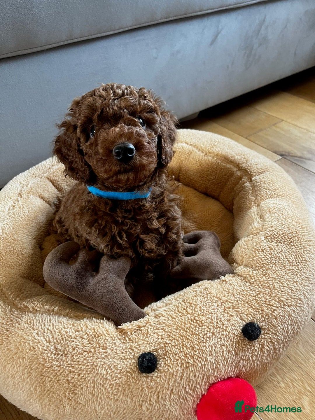 Miniature Poodle dogs for sale: 5 generation pedigree beautiful red mini poodles - Image 1