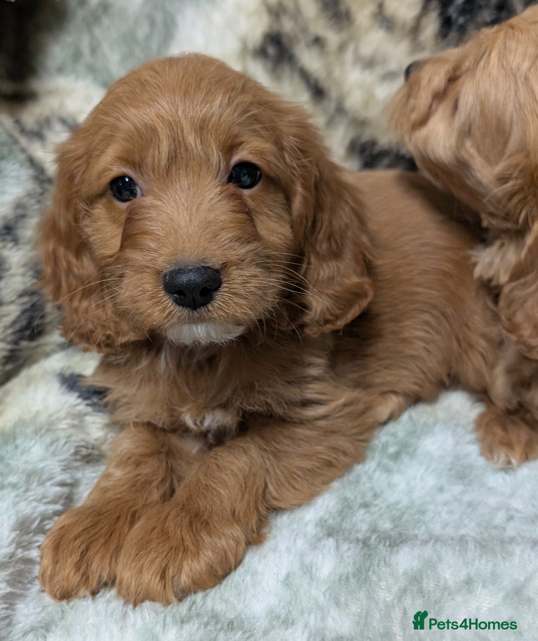 Cockapoo dogs for sale: Beautiful F1 Cockapoo puppies DNA clear  - Image 26