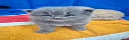 Maine Coon cats for sale: MAGICAL MAINE COON KITTENS - Advert 4