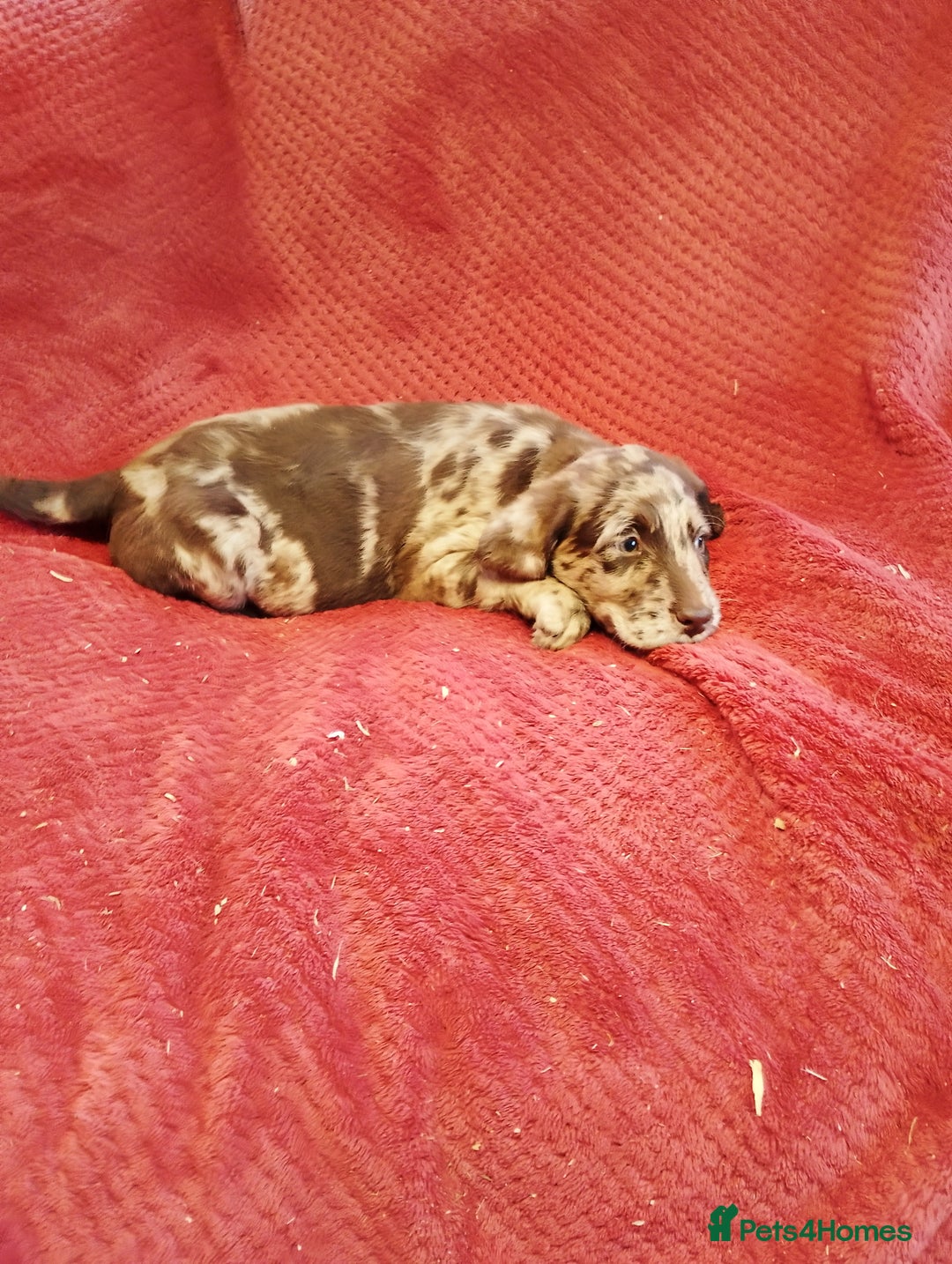 Labradoodle dogs for sale: Labradoodle puppies - Advert 11