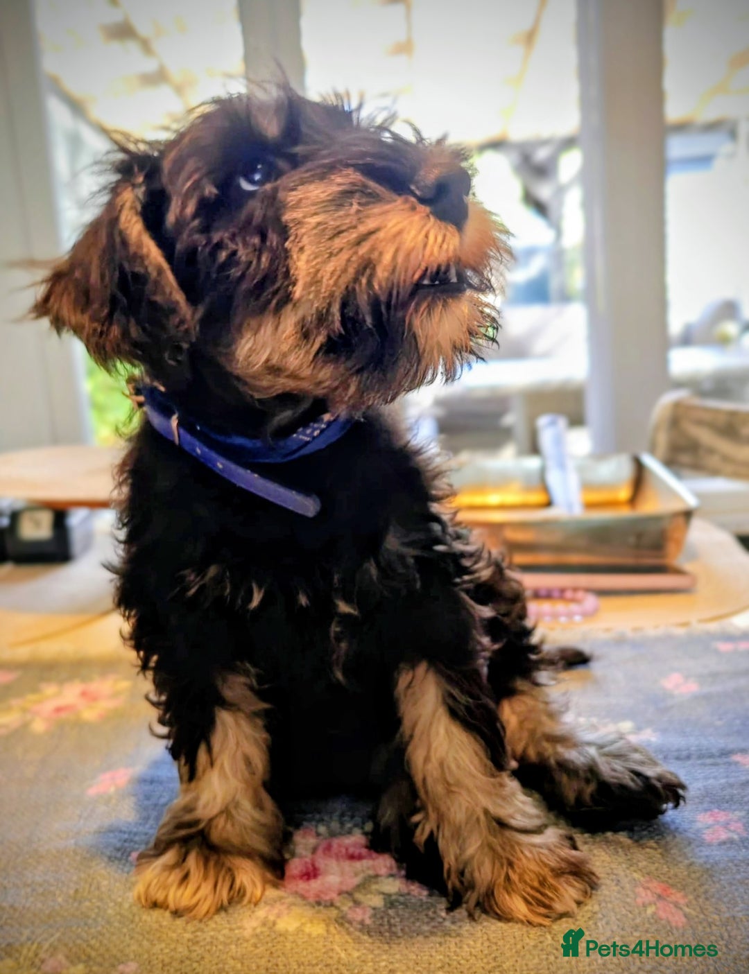 Miniature Schnauzer dogs for sale: Forever Homes Wanted: 2 Schnauzer Boys 🐶 - Image 14